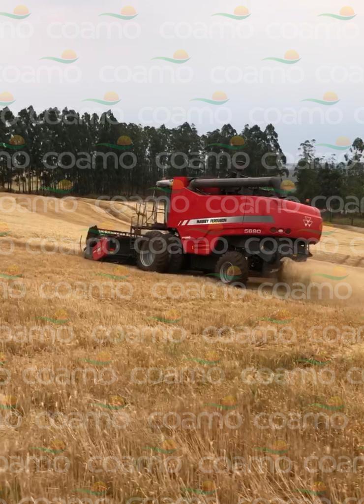 Foto 1 - Colheitadeira Massey Ferguson 5690 ano 2021